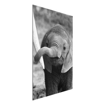 Tableau sur aluminium - Baby Elephant