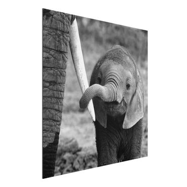 Tableau sur aluminium - Baby Elephant