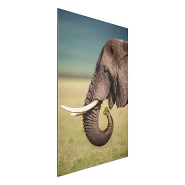 Tableau sur aluminium - Feeding Elephants In Africa