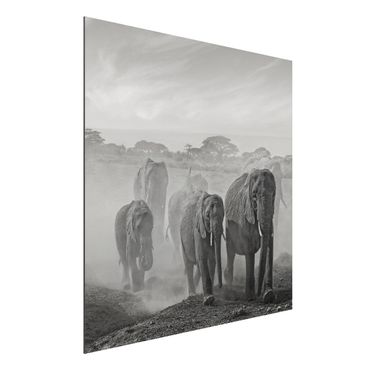 Tableau sur aluminium - Herd Of Elephants