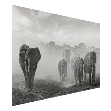 Tableau sur aluminium - Herd Of Elephants