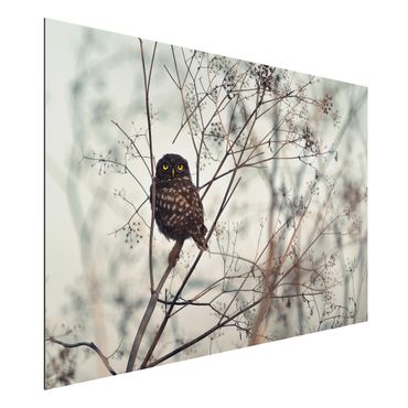 Tableau sur aluminium - Owl In The Winter