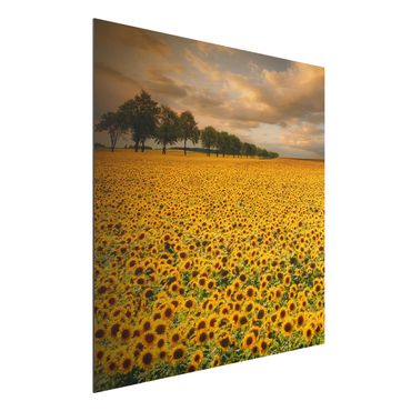 Tableau sur aluminium - Field With Sunflowers