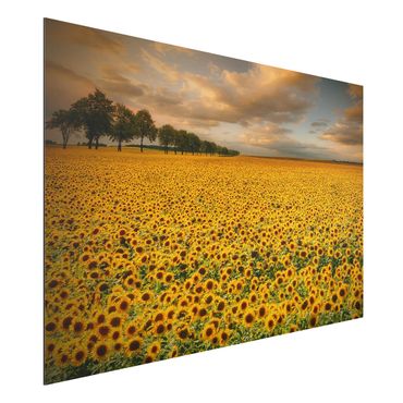 Tableau sur aluminium - Field With Sunflowers
