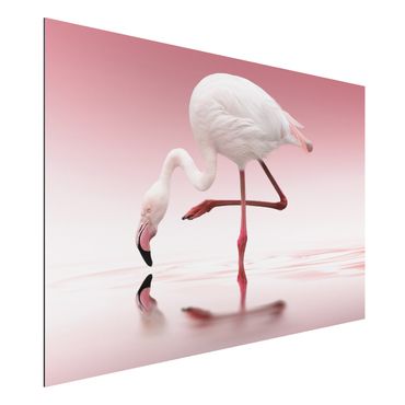 Tableau sur aluminium - Flamingo Dance