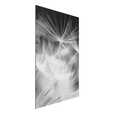 Tableau sur aluminium - Moving Dandelions Close Up On Black Background