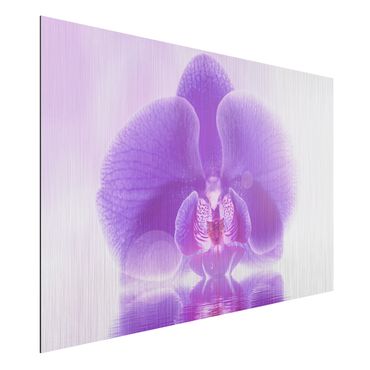Tableau sur aluminium - Purple Orchid On Water