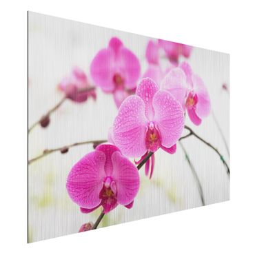 Tableau sur aluminium - Close-Up Orchid
