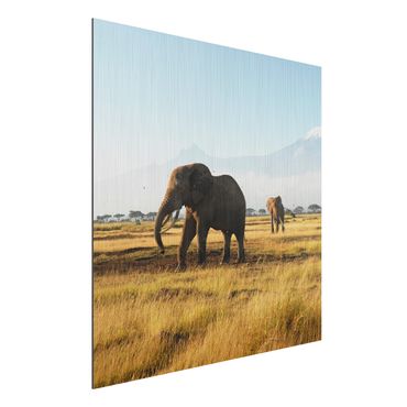Tableau sur aluminium - Elephants In Front Of The Kilimanjaro In Kenya