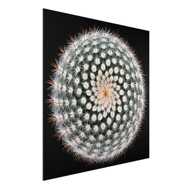 Tableau sur aluminium - Cactus Flower