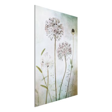 Tableau sur aluminium - Allium flowers in pastel