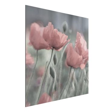 Tableau sur aluminium - Picturesque Poppy