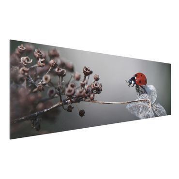 Tableau sur aluminium - Ladybird On Hydrangea