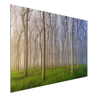 Tableau sur aluminium - Morning In The Forest
