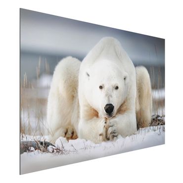 Tableau sur aluminium - Contemplative Polar Bear