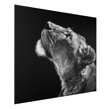 Tableau sur aluminium - Portrait Of A Lioness