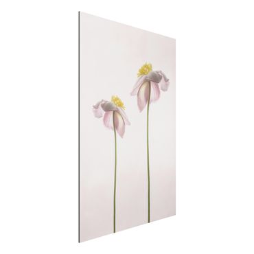 Tableau sur aluminium - Pink Anemone Blossoms