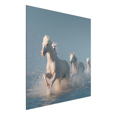 Tableau sur aluminium - Herd Of White Horses