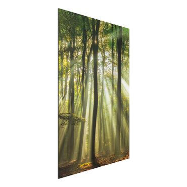 Tableau sur aluminium - Sunny Day In The Forest