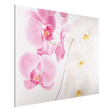 Tableau sur aluminium - Delicate Orchids