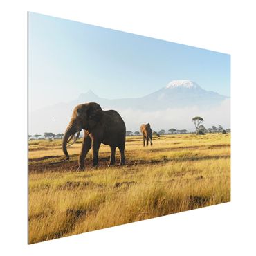 Tableau sur aluminium - Elephants In Front Of The Kilimanjaro In Kenya