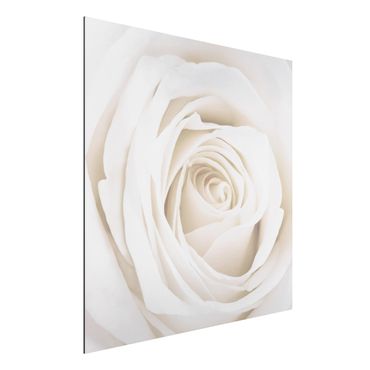 Tableau sur aluminium - Pretty White Rose