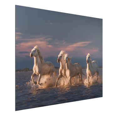 Tableau sur aluminium - Wild Horses In Kamargue