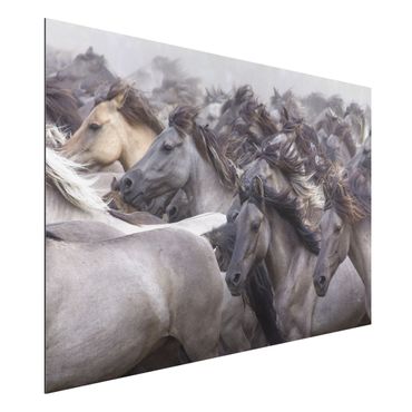 Tableau sur aluminium - Wild Horses