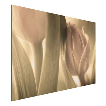 Tableau sur aluminium - Delicate Tulip