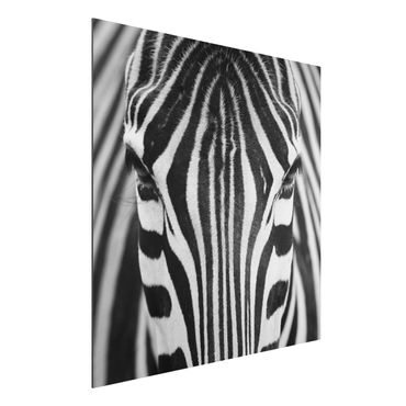 Tableau sur aluminium - Zebra Look