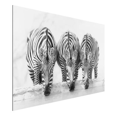 Tableau sur aluminium - Zebra Trio In Black And White