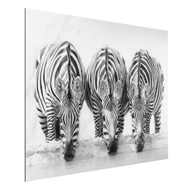 Tableau sur aluminium - Zebra Trio In Black And White