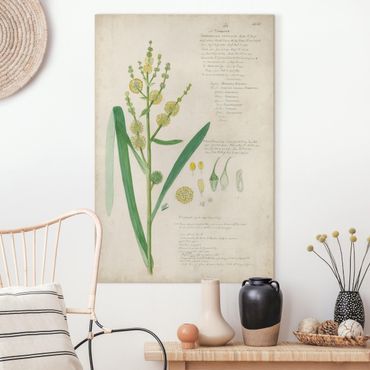 Impression sur toile - Vintage Botany Drawing Grasses IV