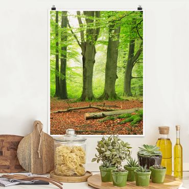 Poster forêt - Mighty Beech Trees