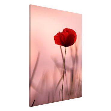Tableau magnétique - Poppy Flower In Twilight
