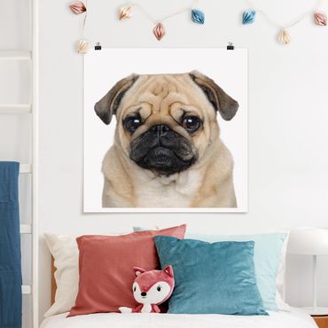 Poster - Pug Portrait