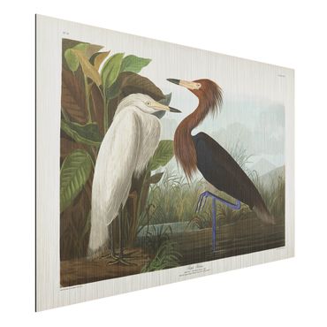 Impression sur aluminium - Vintage Board Purple Heron