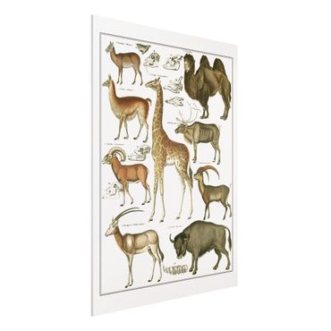 Impression sur forex - Vintage Board Giraffe, Camel And IIama