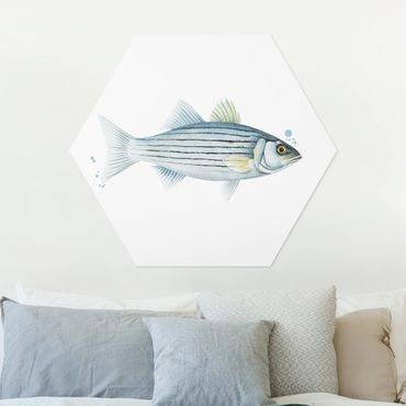 Hexagone en forex - Color Catch - White Perch