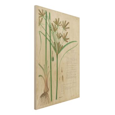 Impression sur bois - Vintage Botany Drawing Grasses I