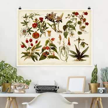 Poster - Vintage Board Tropical Botany II