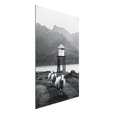 Tableau sur aluminium - Three Sheep On the Lofoten