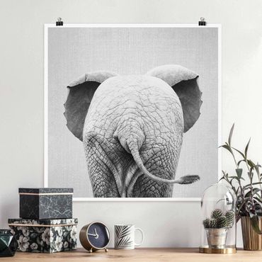 Poster reproduction - Baby Elephant From Behind Black And White