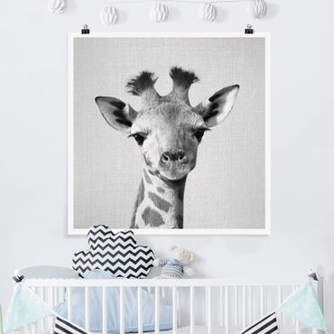 Poster reproduction - Baby Giraffe Gandalf Black And White
