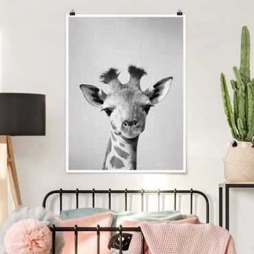 Poster reproduction - Baby Giraffe Gandalf Black And White