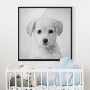 Poster encadré - Baby Golden Retriever Gizmo Black And White