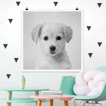 Poster reproduction - Baby Golden Retriever Gizmo Black And White