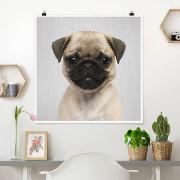 Poster reproduction - Baby Pug Moritz