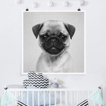 Poster reproduction - Baby Pug Moritz Black And White
