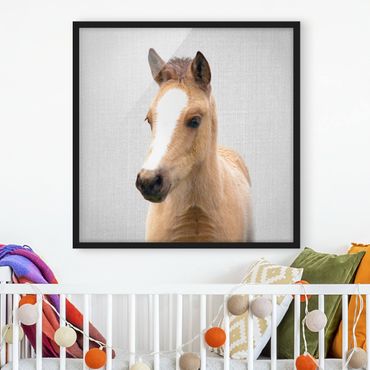 Poster encadré - Baby Horse Philipp